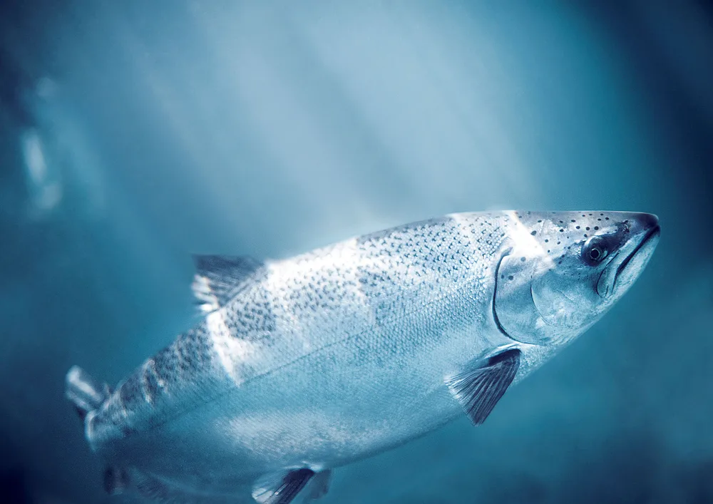 Fishy_DNA